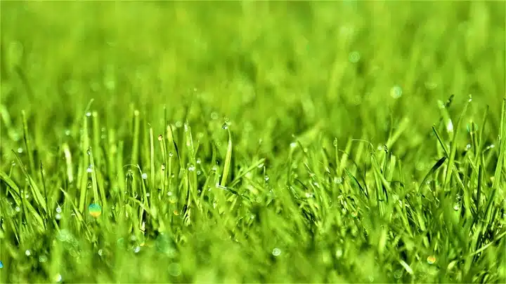 Grass type